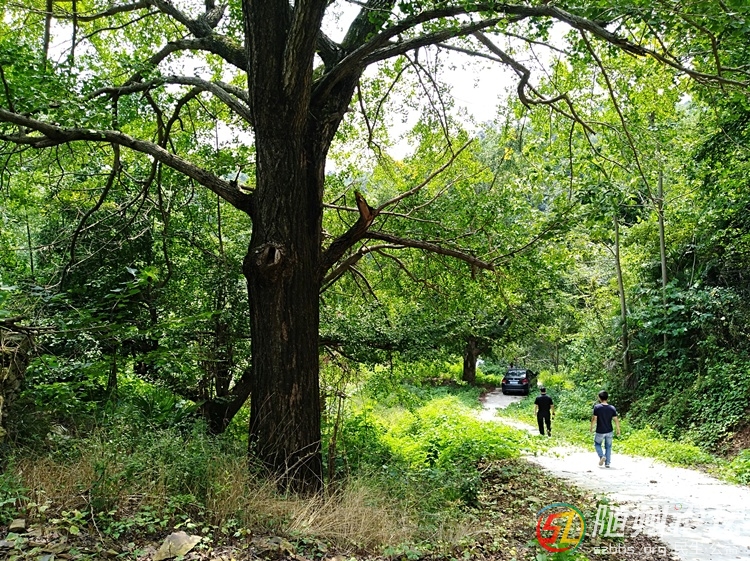 聽草根講述：隨州洛陽小嶺沖的傳奇故事之四---銀杏古韻